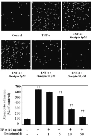 Fig. 7. Effect on adhesion of monocytes to HUVECs stimulated with  TNF-α. Cell were pretreated with different concentration of genipin (1, 5, 10 and 50 μM) and then stimulated with 10 ng/ml TNF-α for 6 h