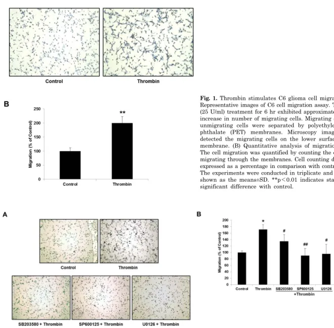 Fig. 1. Thrombin stimulates C6 glioma cell migration. (A)  Representative images of C6 cell migration assay