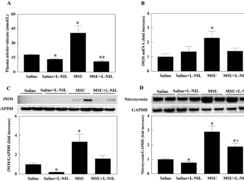 Fig. 2. Nitric oxide metabolites in  plasma (A) and the expression of  inducible nitric oxide synthase (iNOS;