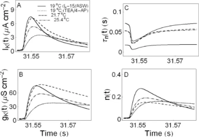 Fig. 9. Ionic currents and parameters as a function of time. Panel  A and B display I K (t) and g K (t), respectively