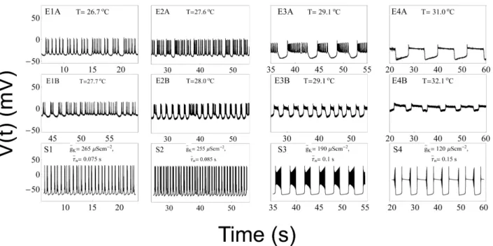 Fig. 5. Comparison of experimental results with results from computer simulations. Panels E1A∼E4A display data from Experiment A