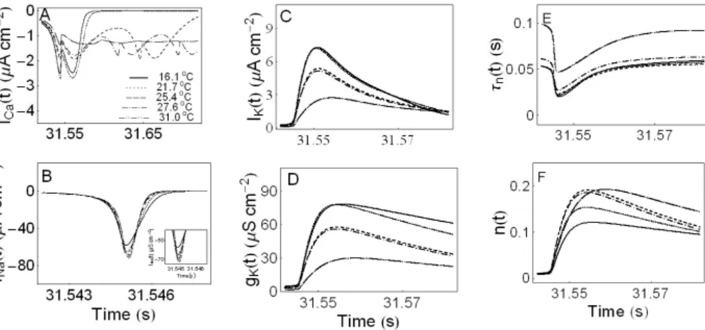 Fig. 7. Ionic currents and para- para-meters as a function of time. Panel  A, B, and C display I Ca (t), I Na (t), and  I K (t), respectively