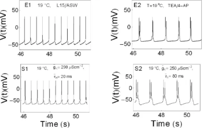 Fig. 8. Comparison of beating and bursting signals influenced or  uninfluenced by drugs with simulation results