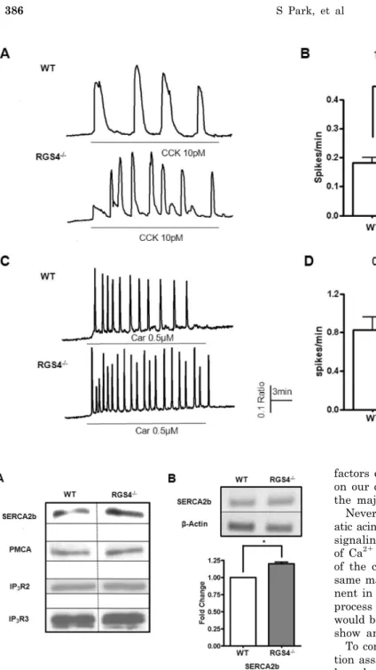 Fig. 2. Measurement of Ca 2＋  oscilla- oscilla-tions in WT and RGS4 −/−  cells. 