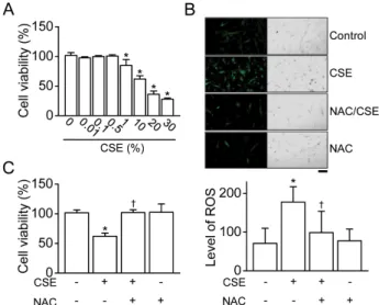 Fig. 1. CSE-induced cell death in HBSMCs. (A) The effect of CSE  on HBSMC viability. HBSMCs were exposed to 0 to 30% CSE for  24 h