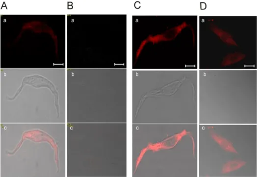 Fig. 4. Expression of RyRs and IP 3 Rs  in RASMCs. Expression of RyRs in  freshly dissociated RASMCs (A) and  cultured RASMCs (B)
