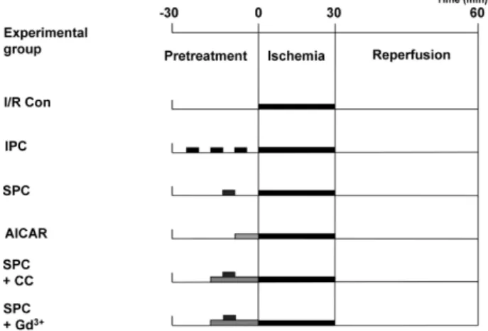 Fig. 1. Protocols for each experimental group, showing the  components and the time course of various treatments