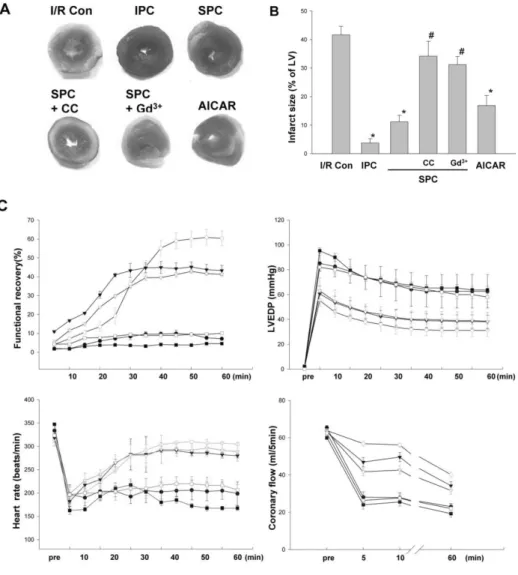 Fig. 2. Effects of stretch precondi- precondi-tioning in ex vivo hearts. (A) After  each experimental protocol, slices of  heart were stained with TTC and (B)  normalized infarct size was  calcu-lated and compared