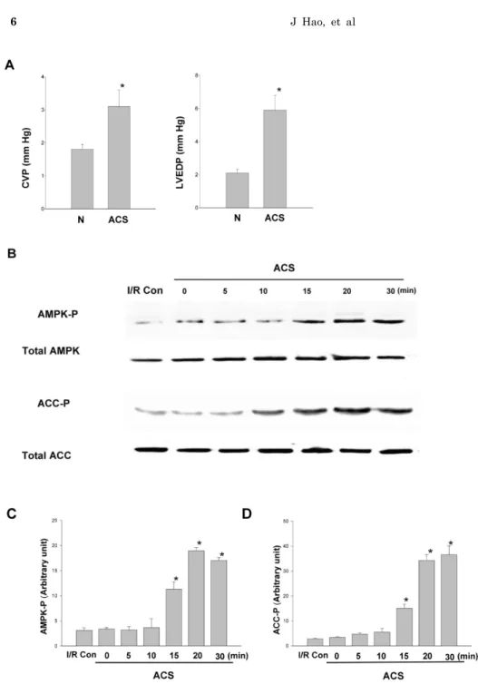 Fig. 4. Phosphorylation of AMPK  and ACC after aorto-caval shunt. (A)  Left ventricular wall stress caused  by aorto-caval shunt (ACS)