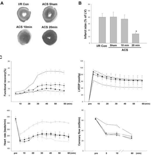 Fig. 5. Effects of stretch precon- precon-ditioning on the infarct size and the  functional recovery of in vivo rat  hearts