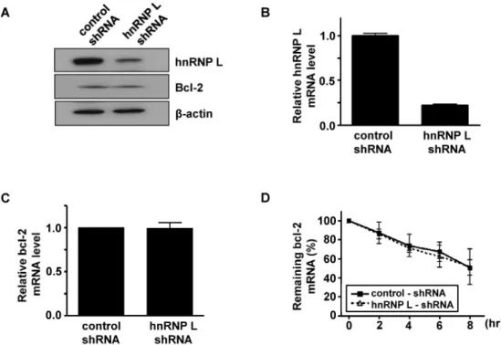 Fig. 1. Down-regulation of hnRNP L expression using shRNA does not affect the degradation of bcl-2 mRNA