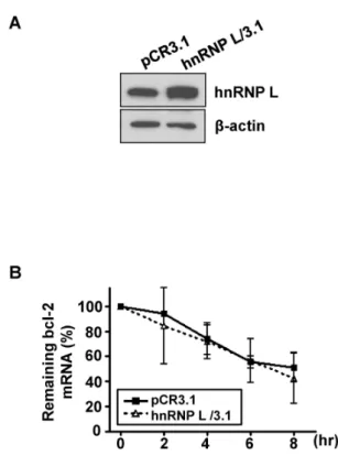 Fig. 2. Effect of overexpression of hnRNP L on the stability of bcl-2  mRNA in MCF-7 cells