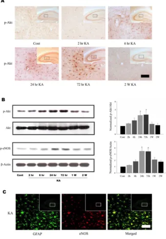 Fig. 1. KA induces Akt and eNOS phosphorylation in mouse  hippocampus. (A) Time course of KA-induced Akt phosphorylation  in astrocytes