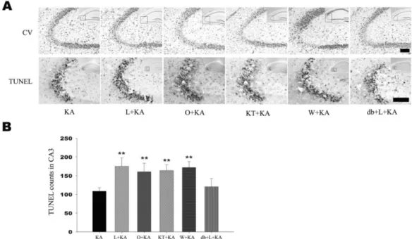 Fig. 4. Effect of L-NAME, ODQ, KT-5823, and wortmannin on neuronal cell death. Representative (A) and quantitative analysis (B) of  neuronal cell death using cresyl violet and TUNEL stainings