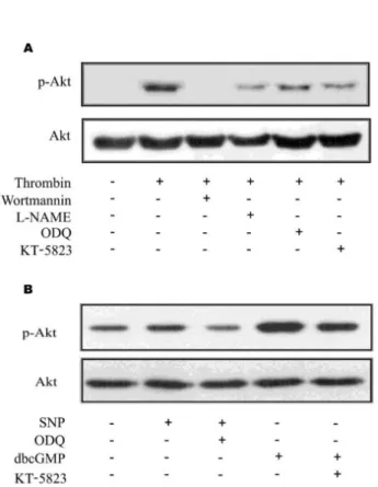Fig. 5. In situ verification of Akt activation in primary astrocytes. 