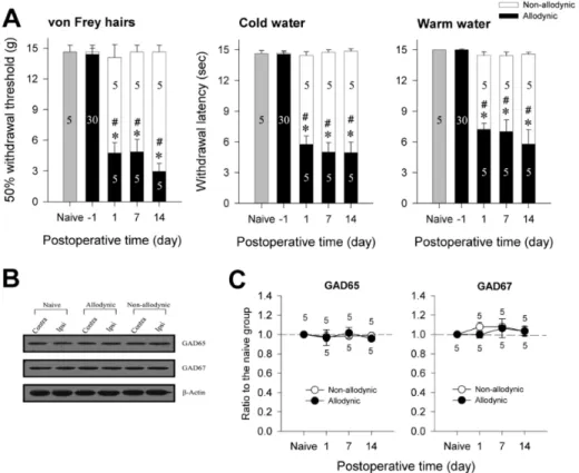 Table 2. Postoperative changes in spinal levels of GABA synthesizing enzymes, GAD65 and GAD67