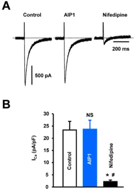 Fig. 4. Effects of AIP1 on I Kr  and I Ks . (A) Representative traces of  action potentials obtained under control conditions, in the presence  of 10 μM E-4031, and with additional application of 50 μg/ml AIP1