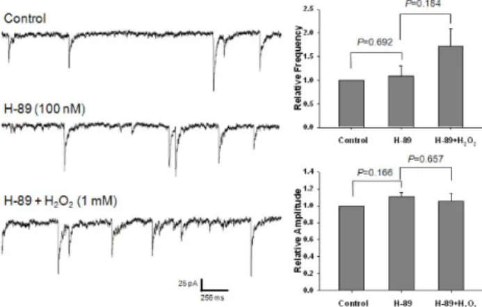 Fig. 6. Effect of H-89 on the potentiating of H 2 O 2  on GABAergic  mIPSCs. Each recording trace shows the control current trace, the  current trace recorded during the superfusion of 100 nM H-89, and  the current trace recorded during the superfusion of 