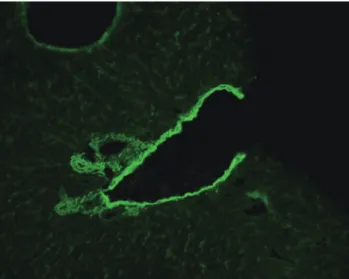 Fig. 2. Immunofluorescent pattern of smooth muscle autoantibodies  (SMA) on a mouse stomach section