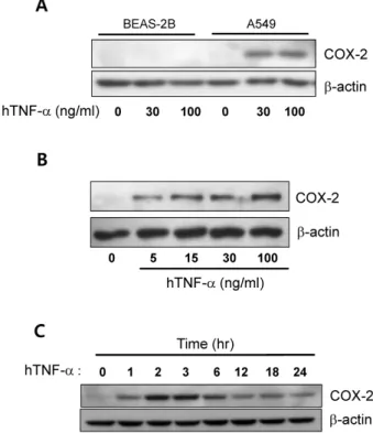 Fig. 1. Tumor necrosis factor-α (TNF-α) induced cyclooxygenase-2  (COX-2) expression in the A549 cells