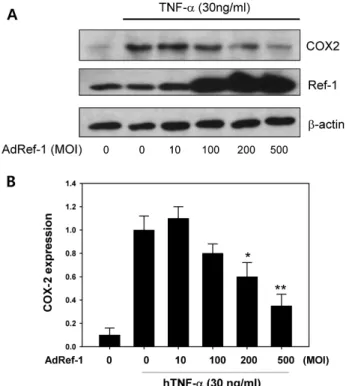 Fig. 2. Tumor necrosis factor-α (TNF-α) induced Ref-1 expression  in the A549 cells. (A) Effect of TNF-α on the Ref-1 expression in  the A549 cells