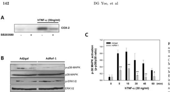 Fig. 4. Ref-1 inhibited p38 MAPK activation in the A549 cells. (A)  TNF-α  induced COX-2  expre-ssion was inhibited by SB203580 (10 μM), an inhibitor of p38  MAPK