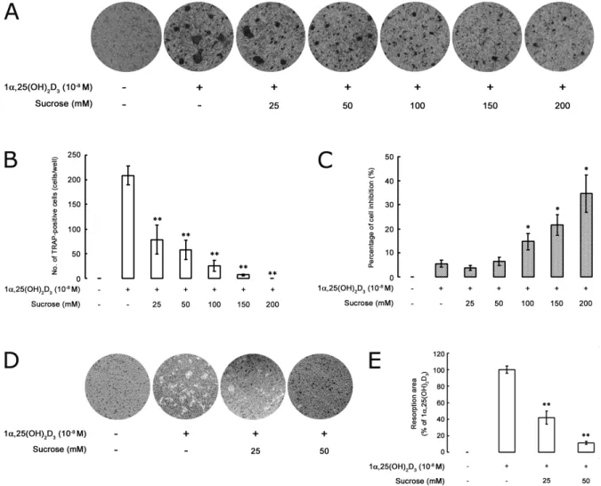 Fig. 1. Effect of hyperosmotic stimulus of sucrose on 1α,25(OH) 2 D 3 -induced osteoclast differentiation in a co-culture system