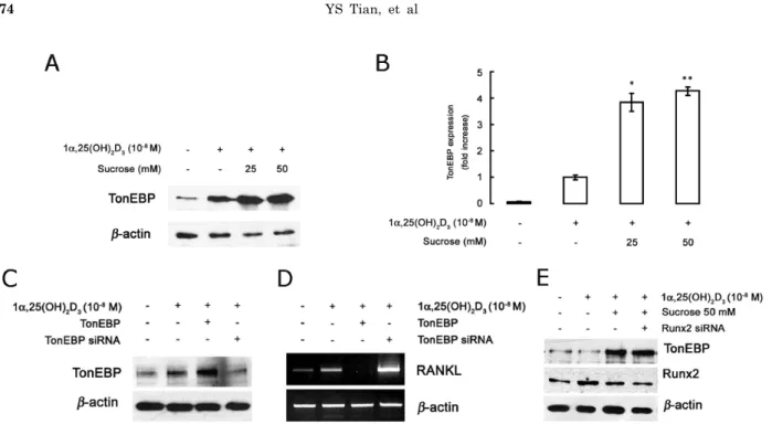 Fig. 4. Changes in the expression of TonEBP and Runx2 by hyperosmotic stimulus. Expression of TonEBP by hyperosmotic stress inhibits 1α,25(OH) 2 D 3 -induced RANKL expression in osteoblastic cells