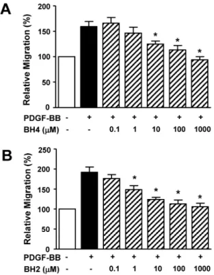 Fig. 2. Effects of BH4 and BH2 on PDGF-BB-induced proliferation  of RASMCs. RASMCs were treated with BH4 (0.1∼1,000 μM; A)  or BH2 (0.1∼1,000 μM; B) and then stimulated with PDGF-BB  (10 ng/ml) for 36 h