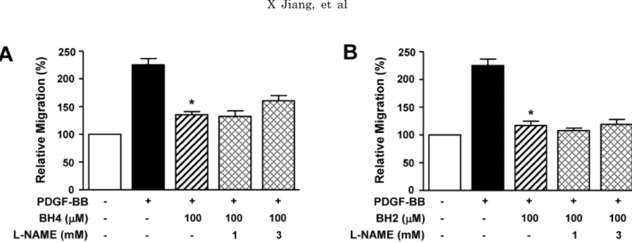 Fig. 3. Effects of NOS inhibition on BH4- and BH2-induced inhibition of migration of RASMCs
