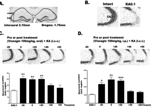 Fig. 1. The effect of visnagin ad- ad-ministered orally or  intraperitone-ally on KA-induced neuronal death in the hippocampus