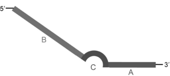 Fig. 1. The structure of annealing control primer (ACP). The ACP  is composed of three sequence regions