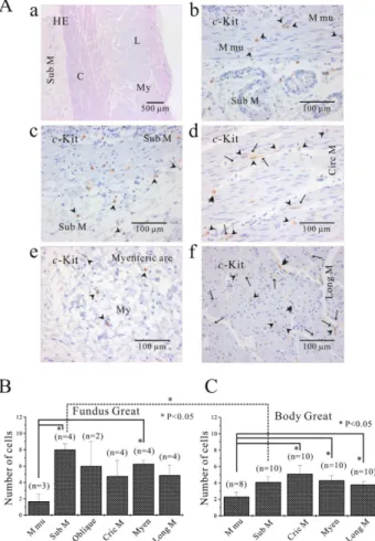 Fig. 5. Comparison of ICC distribution between corpus and fundus  and regional distribution of ICC in part of human stomach