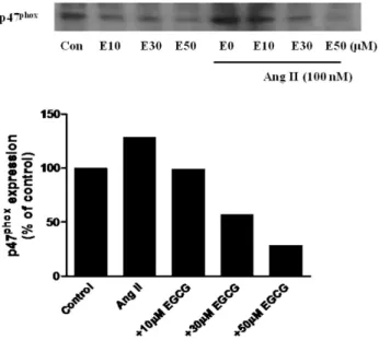 Fig. 3. Effect of EGCG (30∼50 μM) on ROS induced by Ang II  (100 nM) for 24 h in HUVECs