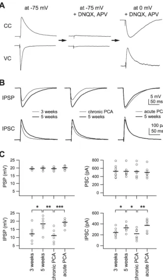 Fig. 4. Effect of chronic 5-HT depletion on the development of the  inhibitory network