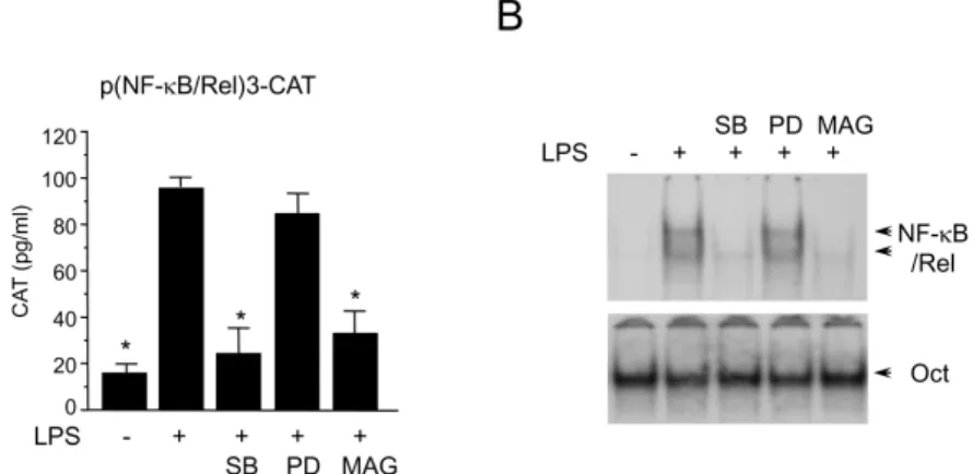 Fig. 3. Effects of SB203580 and PD98059 on NF-κB/Rel activation in LPS-stimulated RAW 264.7 cells