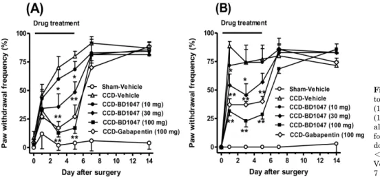 Fig. 2. Western blotting analysis illustrating the change of sigma-1  receptor (Sig-1R) expression in the ipsilateral dorsal quadrant of  L4-L6 spinal cords after following chronic compression of dorsal  root ganglion (n=5 at each time point)