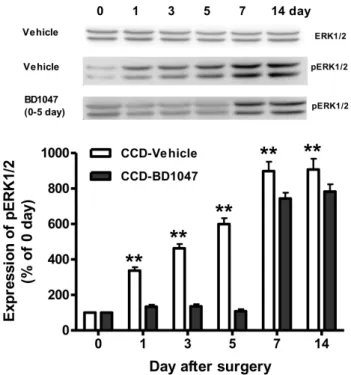 Fig. 3. Western blotting analysis of the effect of daily BD1047  treatment (100 mg/kg, 0∼5 day) on chronic compression of dorsal  root ganglion (CCD) induced ERK1/2 expression and  phosphorylated ERK1/2 (pERK) in the ipsilateral dorsal quadrant  of  L4-L6 