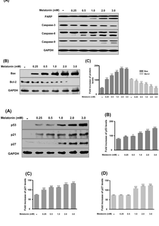 Fig. 2. Induction of LNCaP cell  apoptotic cell death by melatonin. 