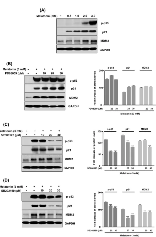 Fig. 4. Activation of p-p53, p21, and  MDM2 by blockade with PD98059,  SP600125, and SB202190 inhibitors  on melatonin-induced apoptotic cell  death