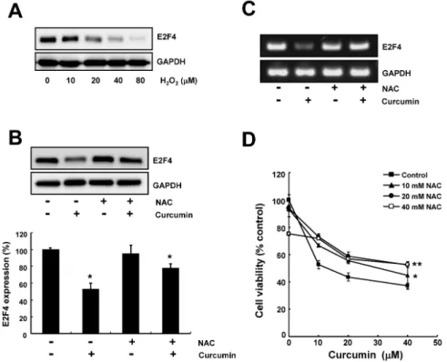 Fig. 2. Curcumin-induced ROS is involved in the cell growth inhibition and the downregulation of E2F4 expression