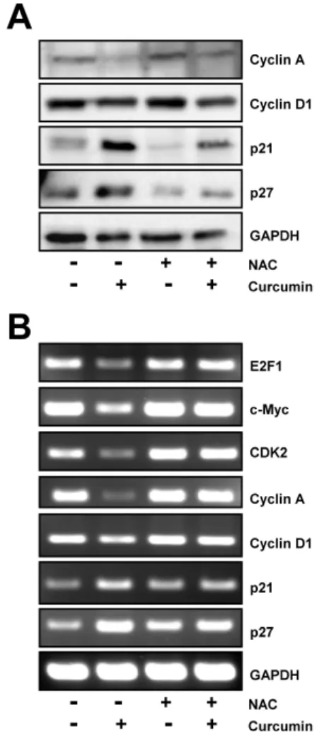 Fig. 3. Regulation of E2F4 target genes by curcumin is restored  by NAC pretreatment. HCT116 cells were treated with 10 mM NAC  for 2 h and then exposed to 20 μM curcumin for 20 h