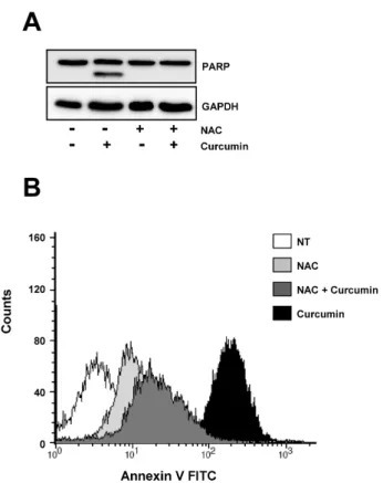 Fig. 5. The overexpression of E2F4  protein is restored the regulation of  E2F4 target genes and inhibition of  cell proliferation in response to  cur-cumin