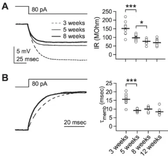 Fig. 2. Development of phasic inhibition. Inhibitory postsynaptic  potential (IPSP) and inhibitory postsynaptic current (IPSC) were  recorded at 0 mV of membrane potential in the presence of DNQX  (20 μM) and D-AP5 (50 μM) at stimulation intensities that e