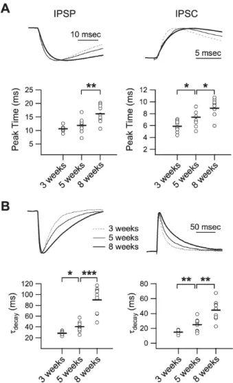 Fig. 4. Developmental changes in the kinetics of excitation. (A)  Peak  time  of  EPSP  (left  panel)  and  EPSC  (right  panel)