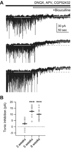Fig. 5. Developmental changes in tonic inhibition. Tonic inhibition  was measured as the difference between the holding current before  and after the application of the GABA A  receptor antagonist  bicu-culline (10 μM) while membrane potential was clamped 