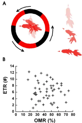 Fig. 1. The Definition of ETR (A) and ETR versus OMR (B). (A)  We defined one ETR as when the head of the goldfish in the fish  bowl starts to turn as the fish tracks a single edge of the black/red  square wave pattern and turns at least 90 degrees (left s