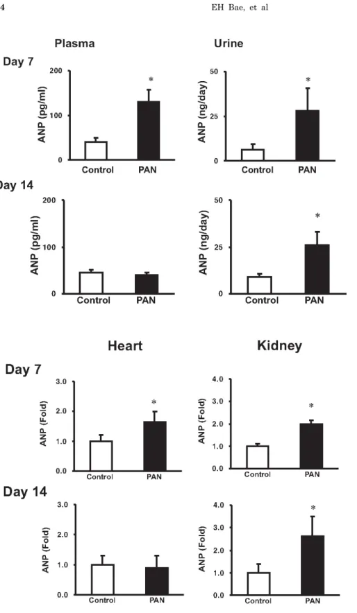 Fig. 2. Expression of ANP mRNA in the heart and kidney. columns show  real-time PCR data representing  control and PAN-treated rats