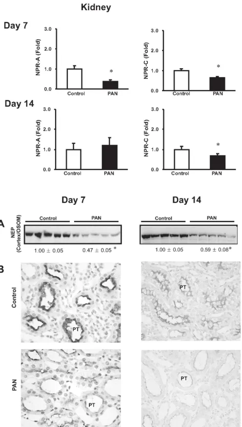 Fig. 3. Expression of NPR-A and  NPR-C mRNA in the kidney. 