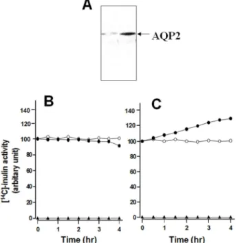 Fig. 2.  Effect  of  AVP  on  net  apical  to  basolateral  fluid  movement  in control and AQP2 transfected MDCK cells